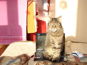 A toto je môj kocúrik Konti - je tiež domáca mačka